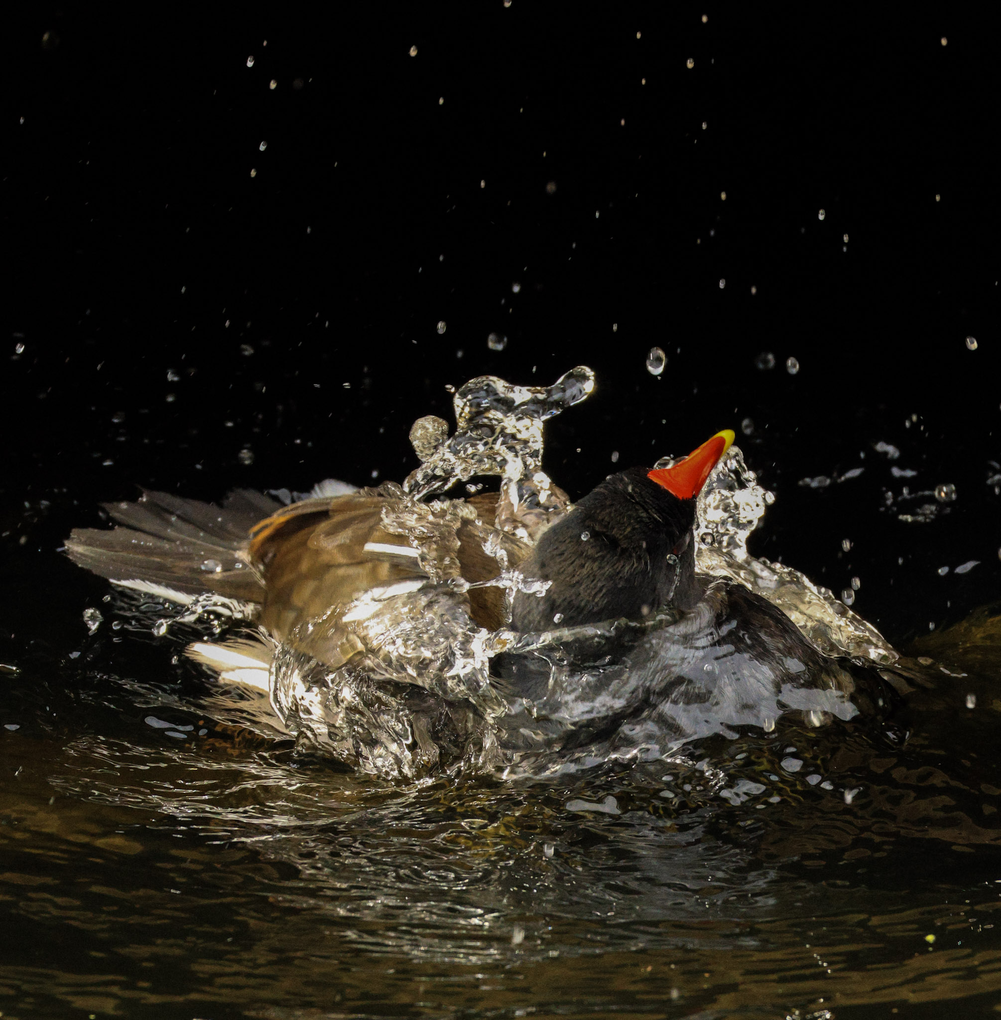 A colecionadora de hobbies